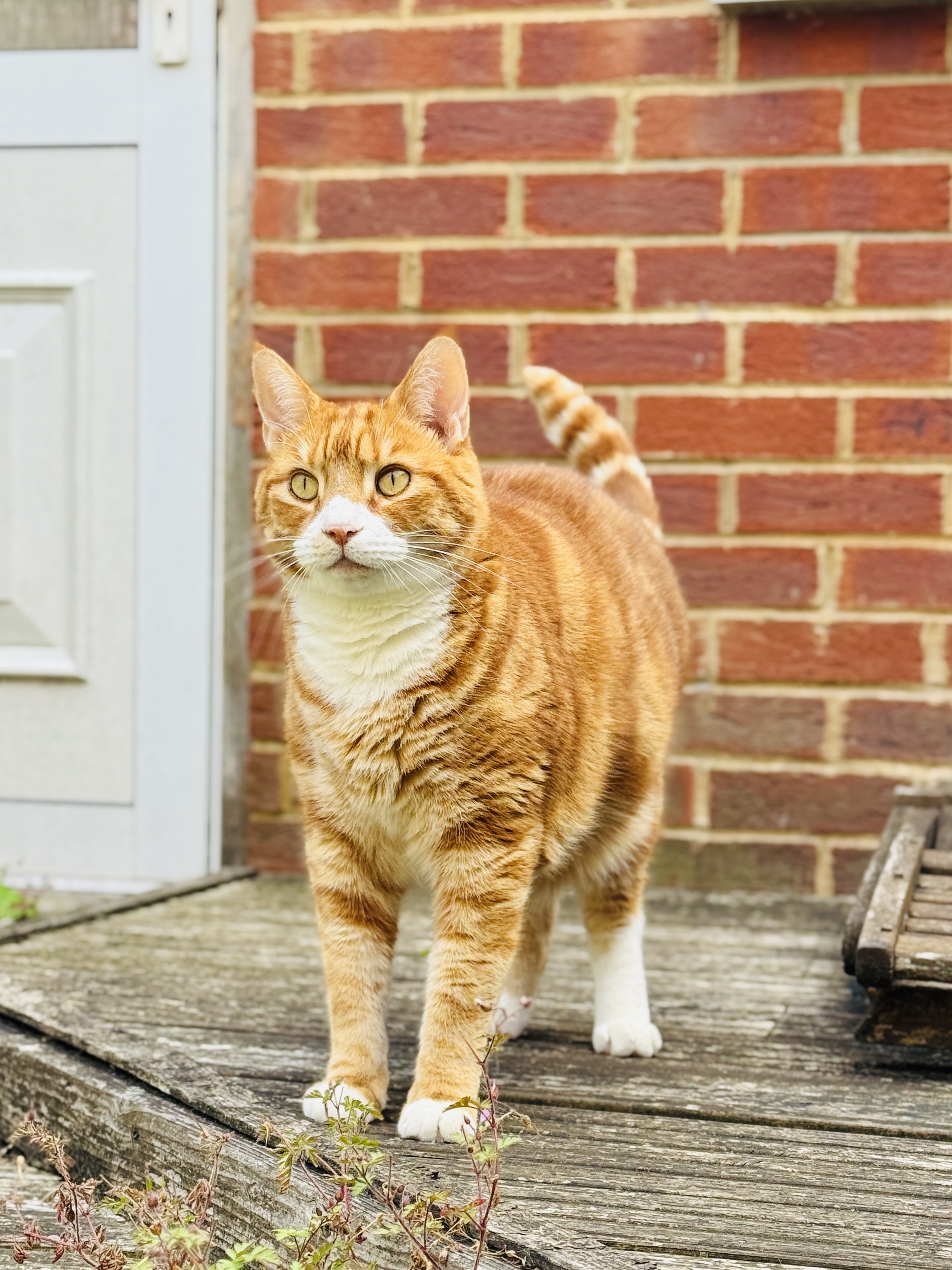 Pet before transformation