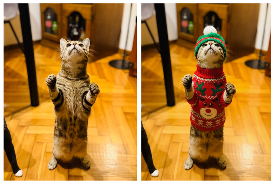 Illustration of pet transformation